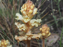Orobanche artemisiae-campestris