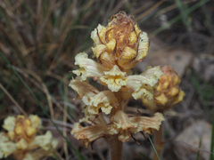 Orobanche artemisiae-campestris
