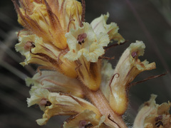 Orobanche artemisiae-campestris