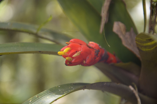 Guzmania melinonis, photograph 3