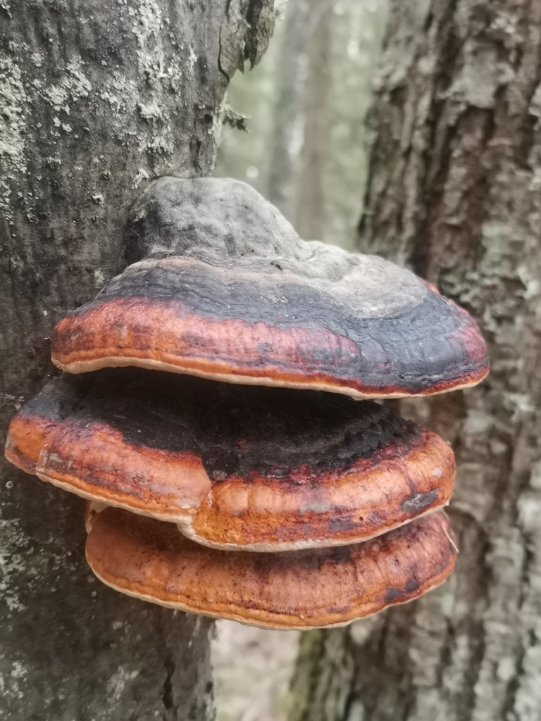 Fomitopsis pinicola · April 2026 · photo: © kaitaaho (iNaturalist, cc0)