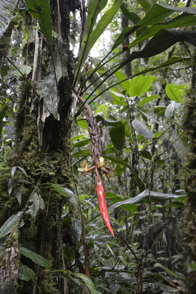 Pitcairnia arcuata