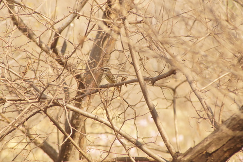 Sulphur-bellied Flycatcher (Myiodynastes luteiventris), photo 7