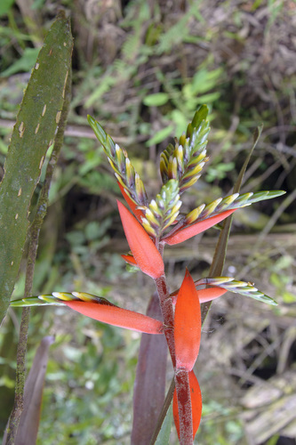 Aechmea retusa, photograph 2