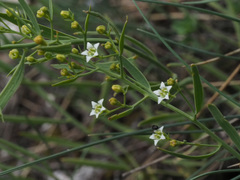 Thesium linophyllon