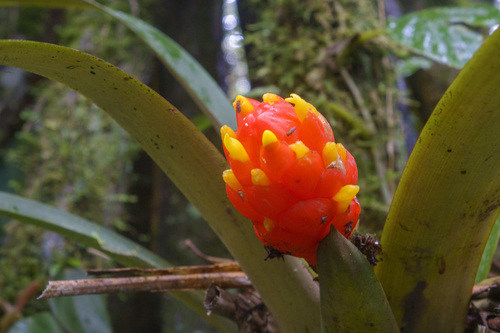 Guzmania melinonis, photograph 4