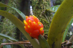 Guzmania melinonis, photograph (c) Frank Dietze, some rights reserved (CC BY)