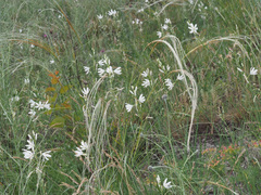 Stipa tirsa