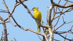 Oriolus chinensis diffusus