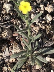 Lithospermum calycosum