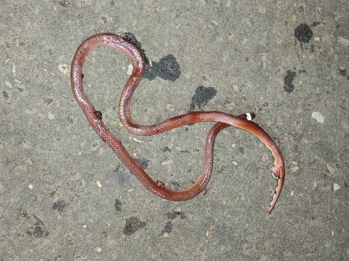 Gore's coral snake