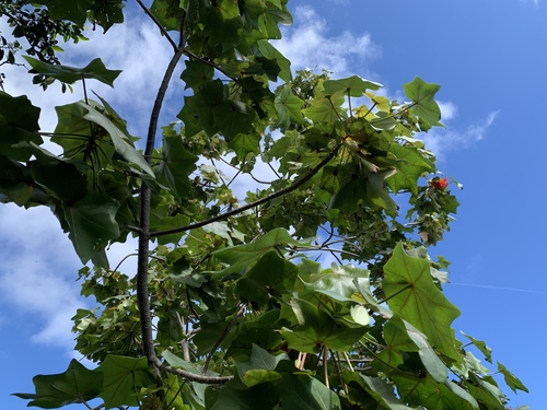 Kokia drynarioides observed 2026-04-24