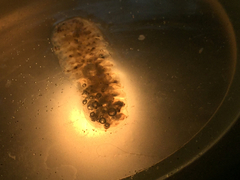 Pyrosoma