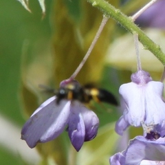 Ancistrocerus spinolae