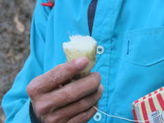 Prosthechea michuacana