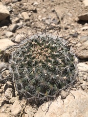 Mammillaria barbata