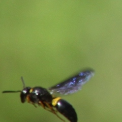 Ancistrocerus spinolae