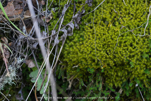 Anacolia menziesii, 2026-04-24