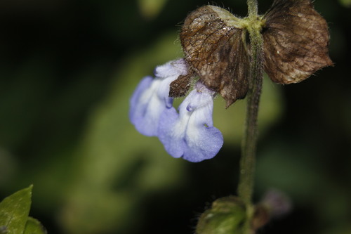 Salvia compsostachys, photograph 6