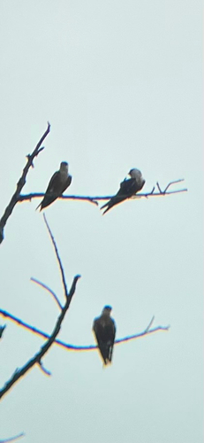 iNaturalist image