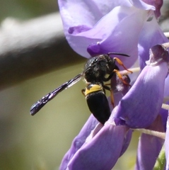 Ancistrocerus spinolae