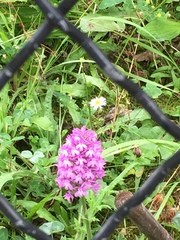 Anacamptis pyramidalis