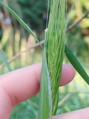 (c) Ljaž, some rights reserved (CC BY) Dasypyrum villosum, photograph (c) Ljaž, some rights reserved (CC BY)