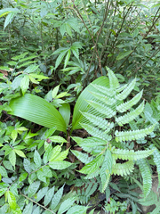 Curculigo capitulata