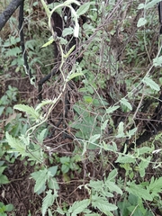 Convolvulus sagittatus