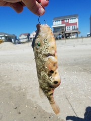 Sphoeroides maculatus