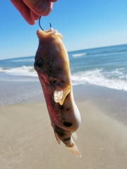 Sphoeroides maculatus