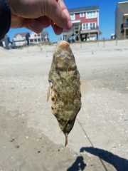 Sphoeroides maculatus