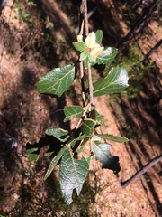 Quercus sideroxyla