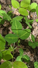Desmodium tweedyi