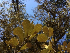 Quercus sideroxyla