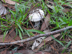 Amanita ananiceps