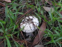 Amanita ananiceps