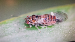 Cacopsylla melanoneura