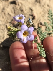 Phacelia fremontii