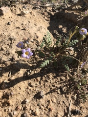 Phacelia fremontii