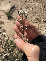 Lepidium fremontii