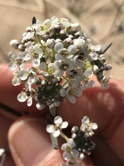 Lepidium fremontii