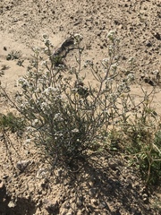 Lepidium fremontii