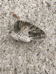 Lepidoptera