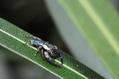 Mburuvicha galianoae