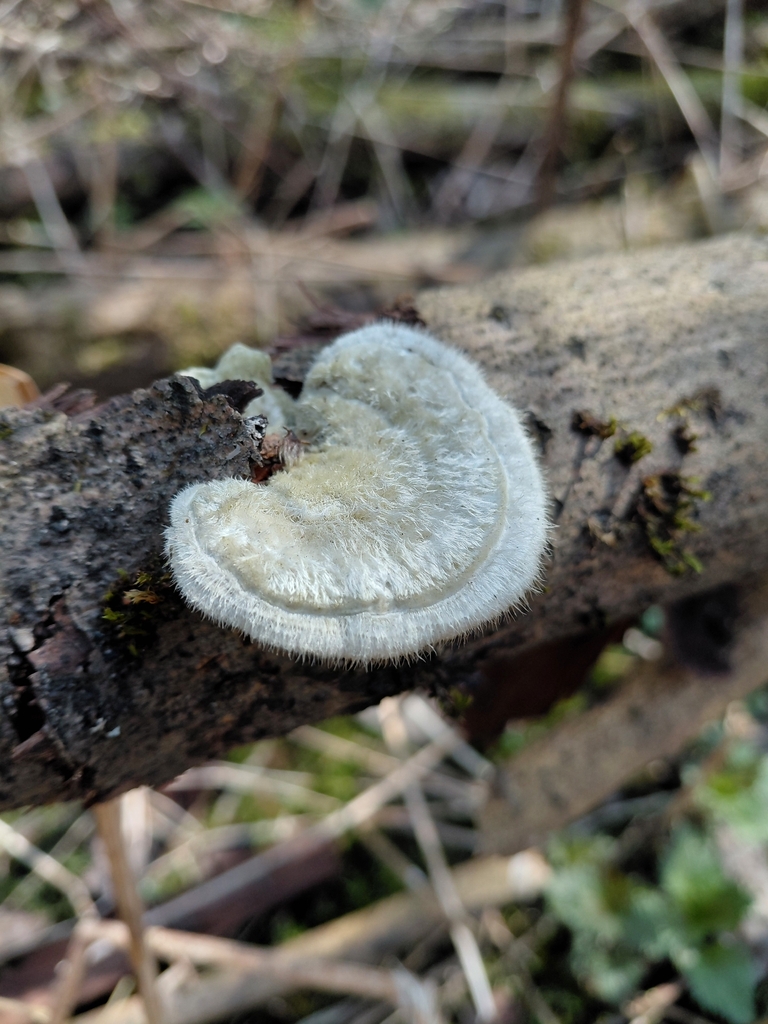 Trametes hirsuta · April 2026 · photo: © passingthrough (iNaturalist, cc-by)