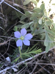 Linum pratense