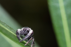 Mburuvicha galianoae