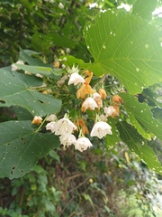 Dombeya tiliacea, photograph (c) Margaret Burger, some rights reserved (CC BY-SA)