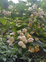 Dombeya tiliacea, photograph (c) Margaret Burger, some rights reserved (CC BY-SA)